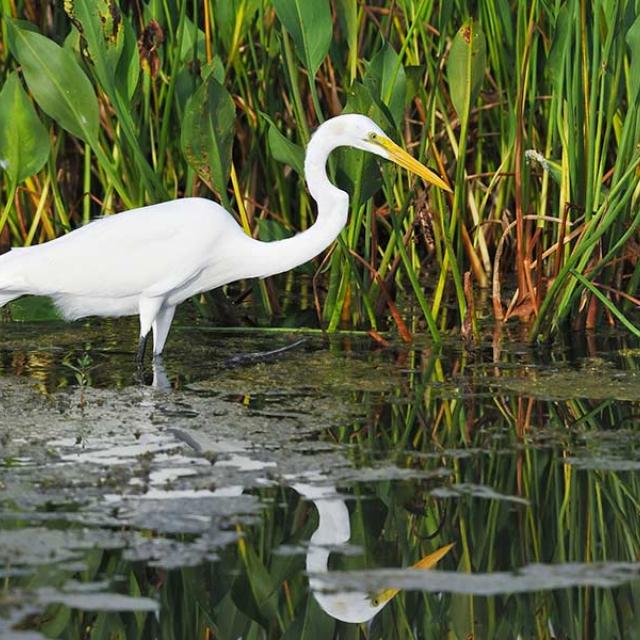 Photo of an egret standing in water.
